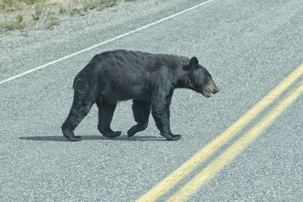 Black bear crossing a road.