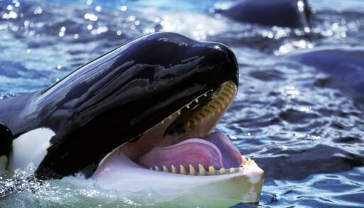 Orca with its head above water and its mouth open.