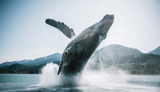Humpback whale jumping of the water.