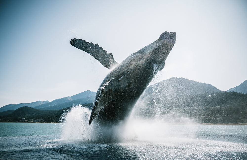 Humpback whale jumping of the water.