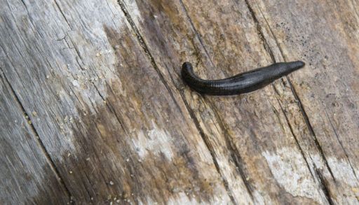 A long leech on a wooden deck.