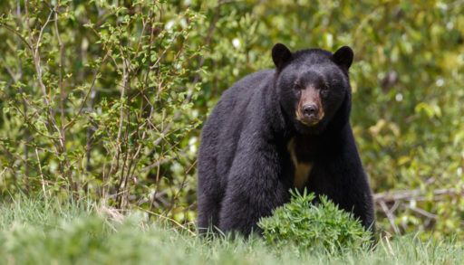 Black bear walking in green grass.