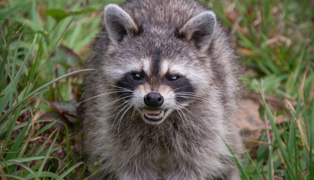 Angry racoon in the grass.