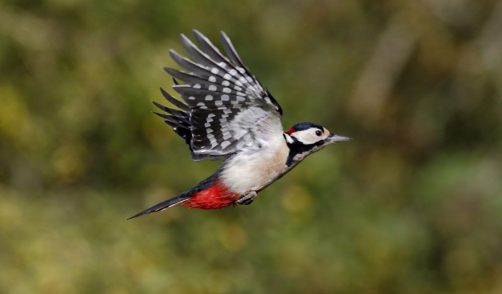 Woodpecker flying in a forest.