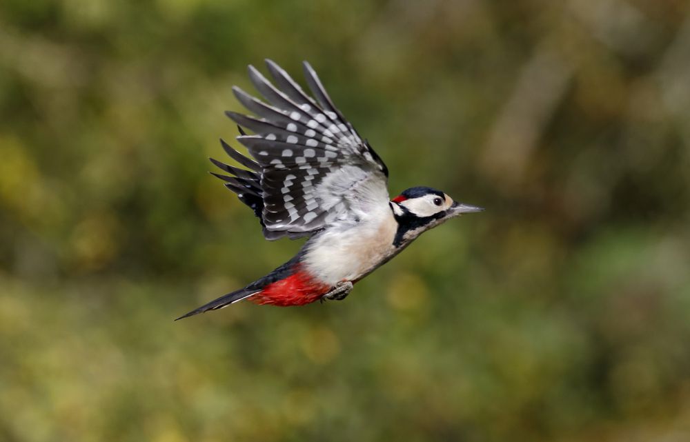 Woodpecker flying in a forest.