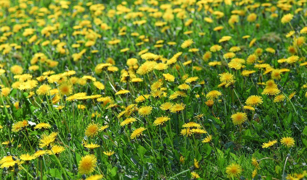 Field of yellow dandelions.