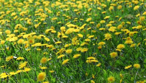Field of yellow dandelions.