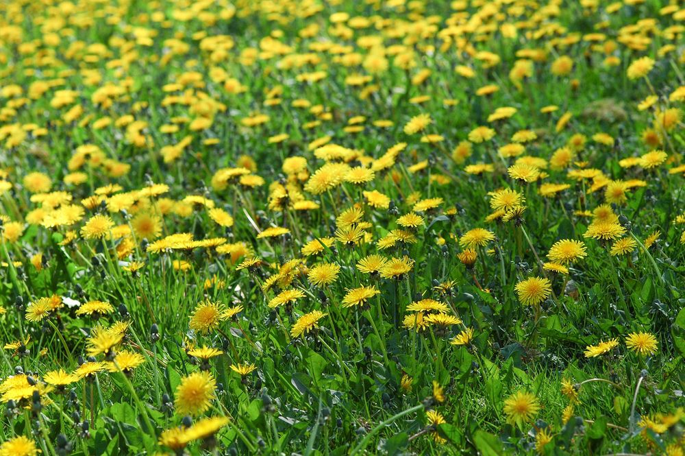 Field of yellow dandelions.