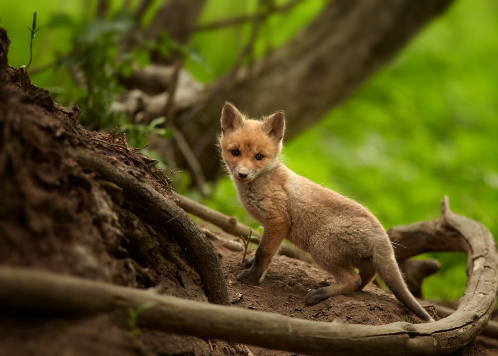 Side-view of a baby fox in a forest.