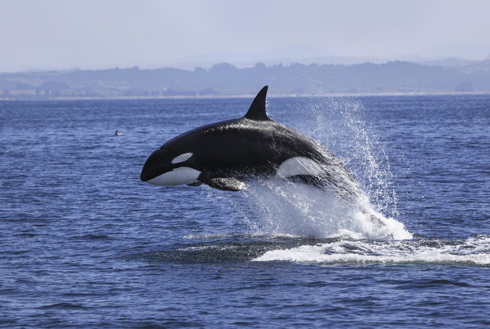 Orca jumping out of water.