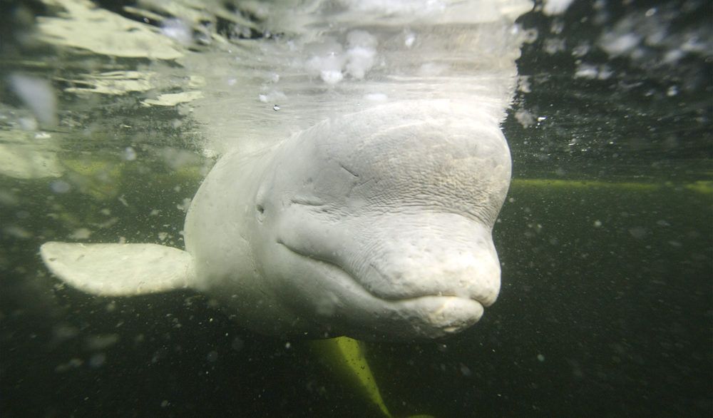 Beluga whale under green-tinted water.