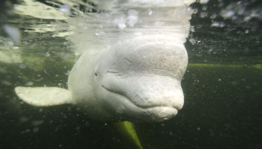 Beluga whale under green-tinted water.