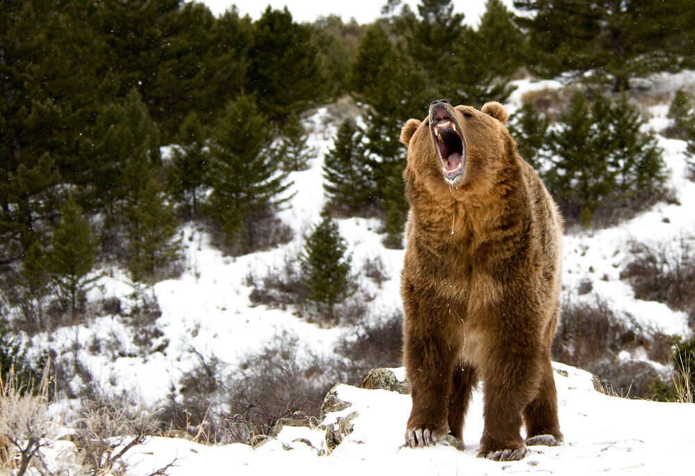 Roaring large grizzly bear standing in a snowy forest.