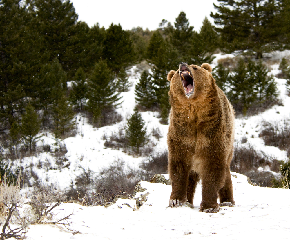 Roaring large grizzly bear standing in a snowy forest.