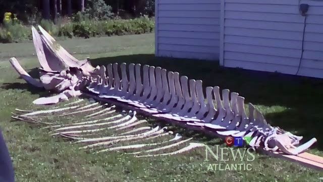whale skeleton