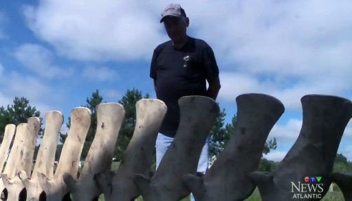 Man looks at whale skeleton