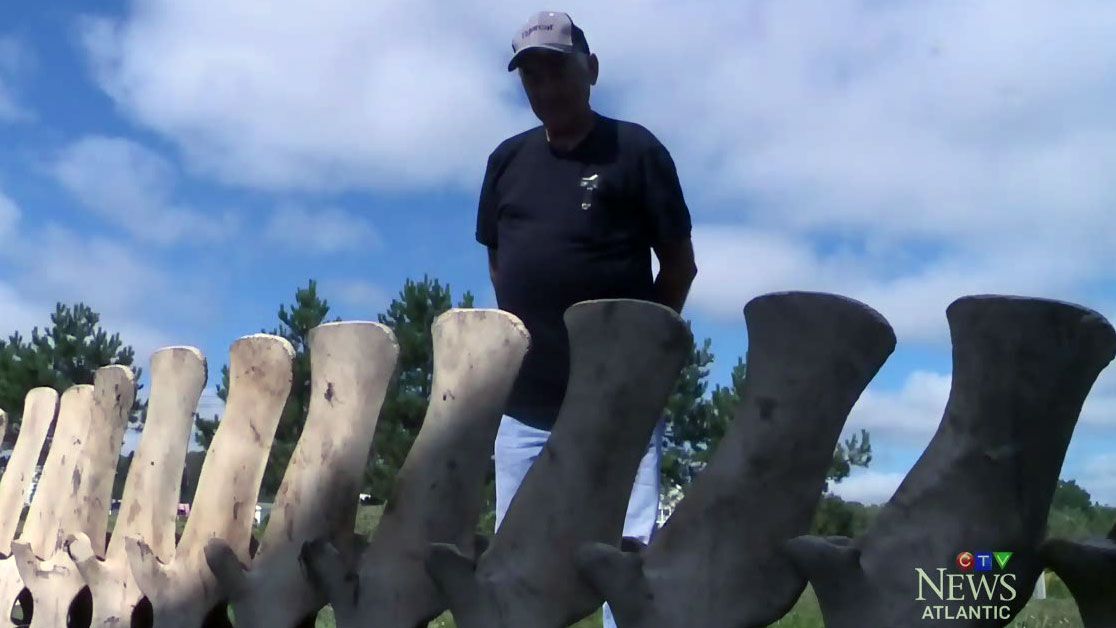 Man looks at whale skeleton