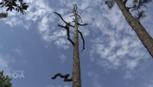 dead tree on your property