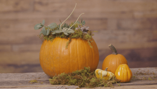 DIY Pumpkin Terrarium