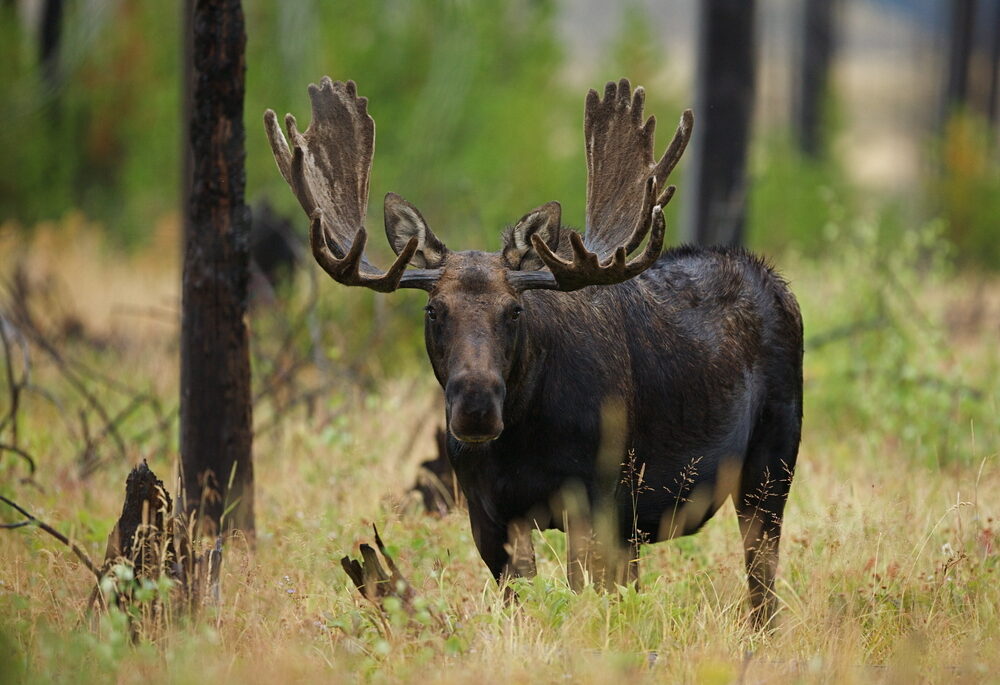 Large dark brown bull moose walking in a forest.