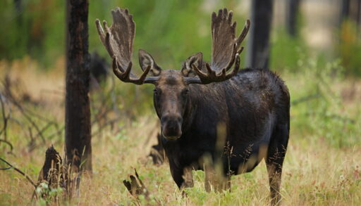 Large dark brown bull moose walking in a forest.