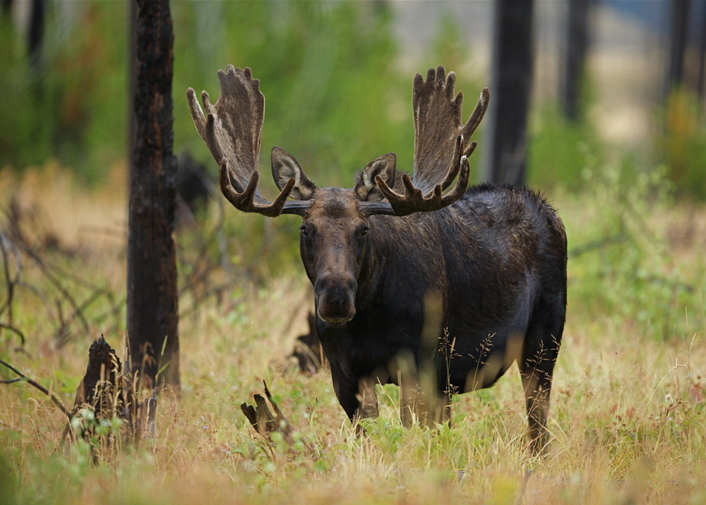 Large dark brown bull moose walking in a forest.