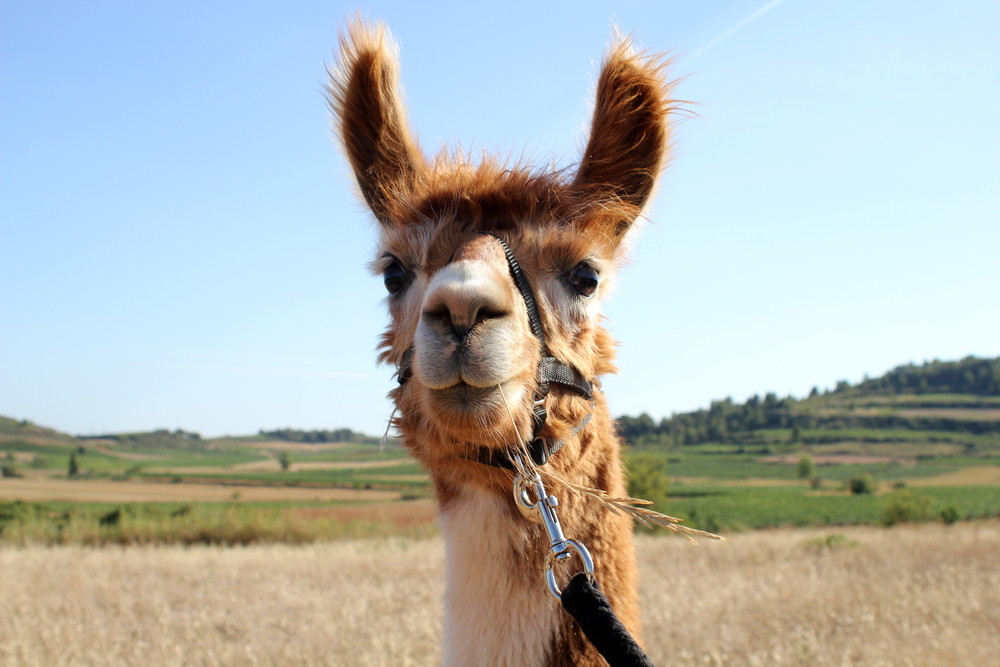Brown and white llama in a field.