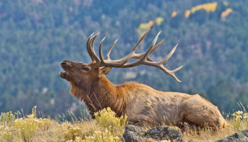 Bull elk calling out in a grass field.
