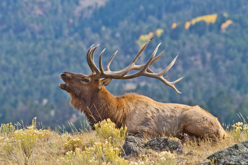 Bull elk calling out in a grass field.