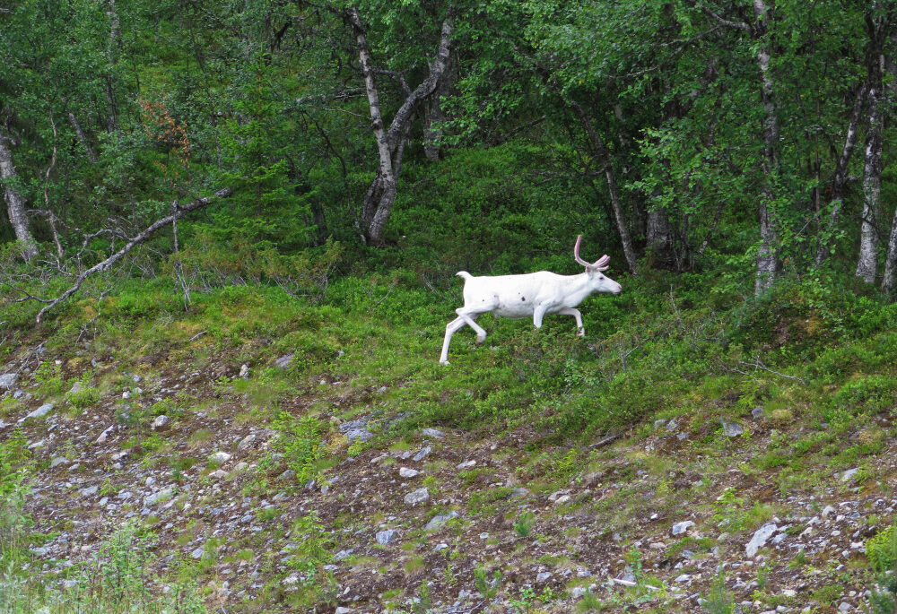 Rare albino moose trotting into a forest.
