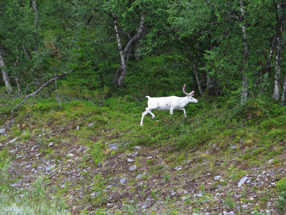 Rare albino moose trotting into a forest.