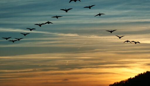 flock of migrating canada geese flying at sunset in a V formation