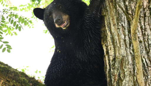 Black bear in a tree.