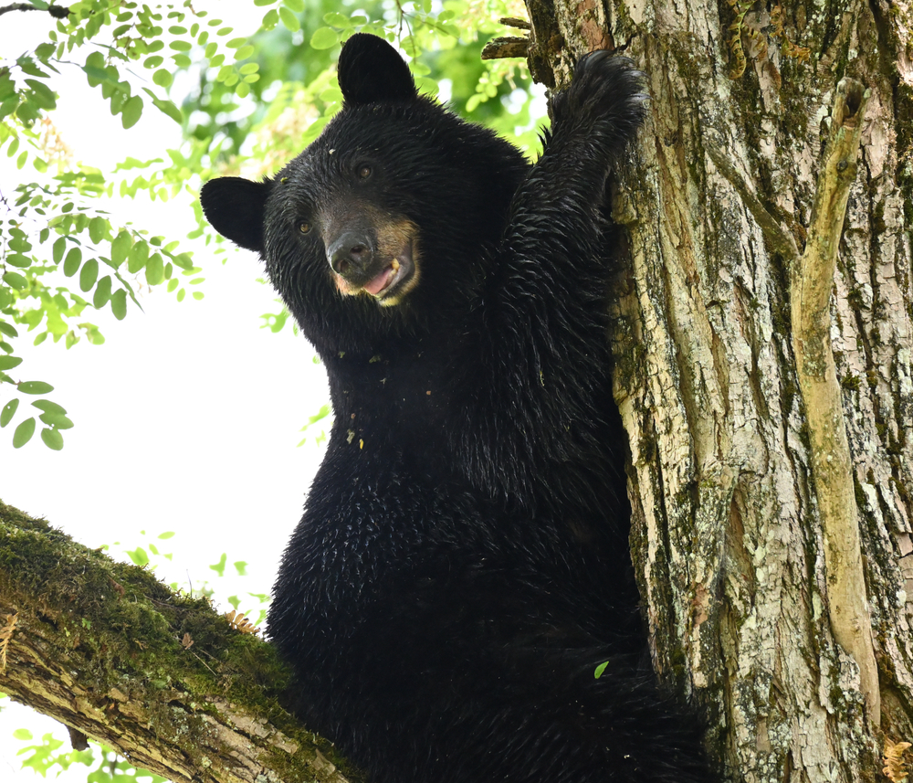Black bear in a tree.