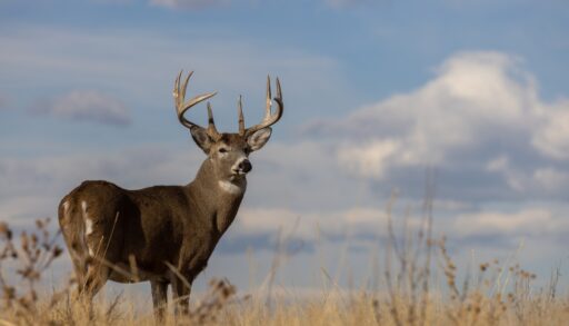 Deer buck looking over its shoulder in a grassy field.
