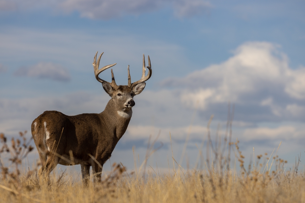 Deer buck looking over its shoulder in a grassy field.