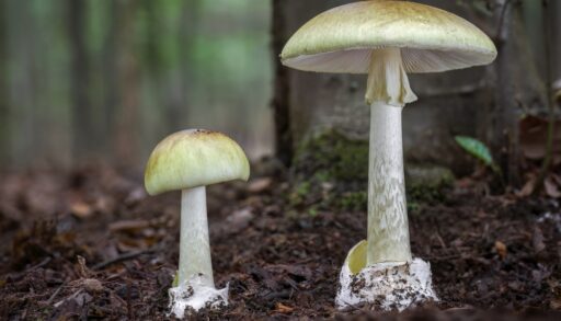 Death cap mushrooms growing in a forest. White in colour with hints of green and yellow.