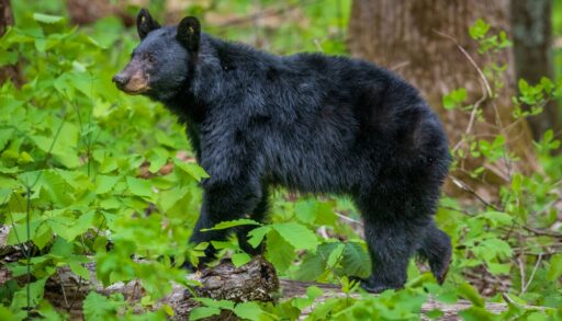 Side-view of a black bear in a green forest.