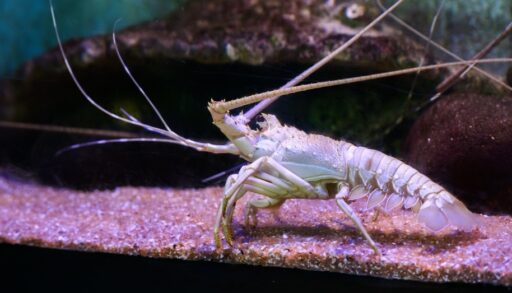 Albino lobster in a tank with pink rocks.
