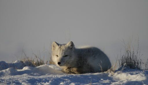 White and grey arctic fox curled up in a snow.