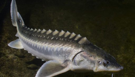 Grey sturgeon fish underwater