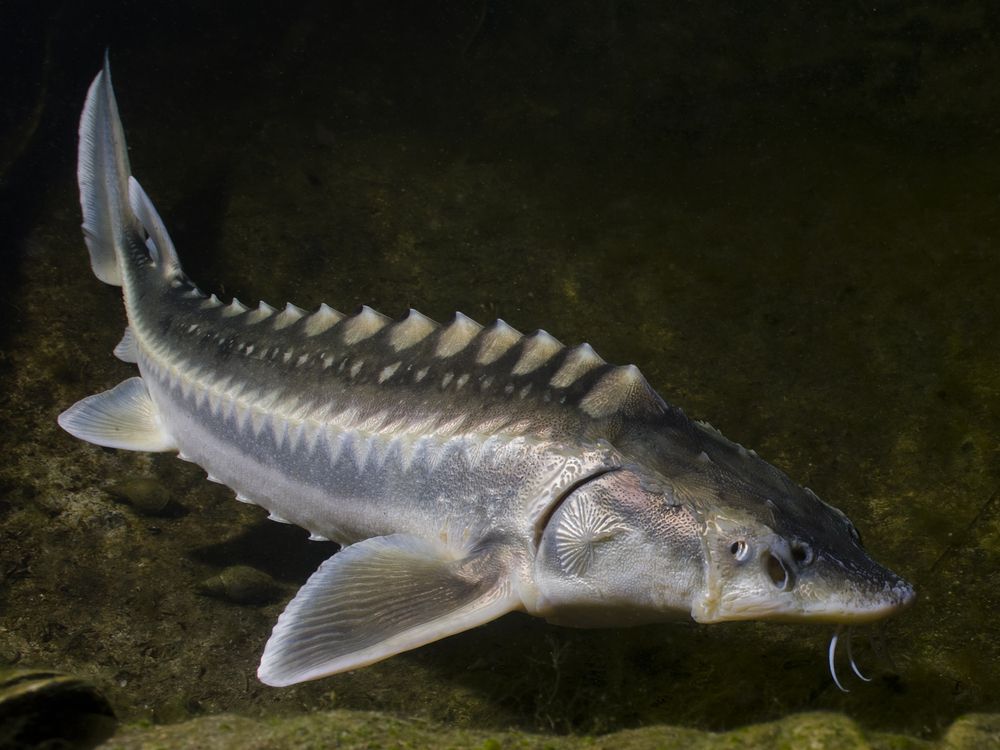 Grey sturgeon fish underwater