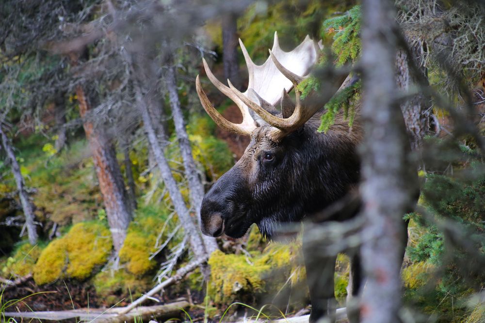 Large dark brown moose peering out from the trees.