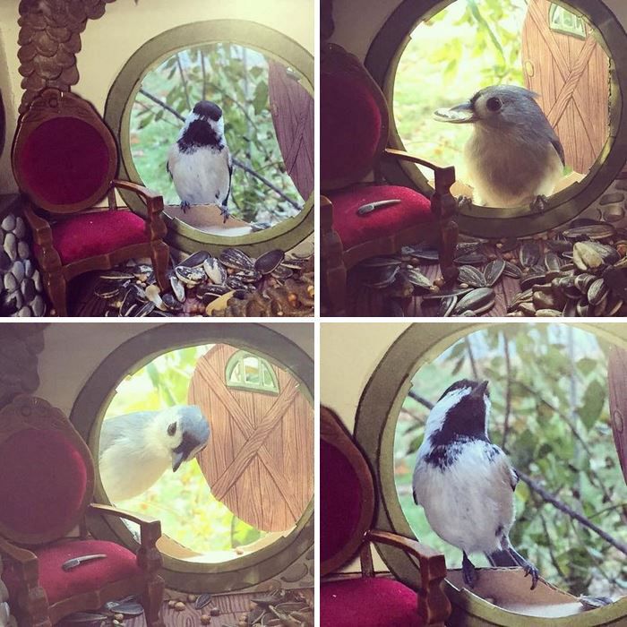 Four photos of birds entering the birdhouse
