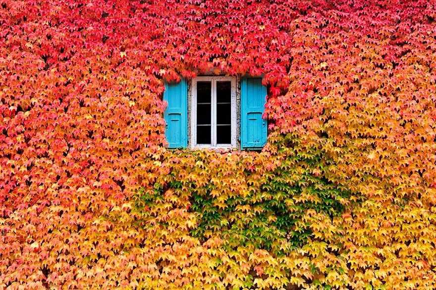 window surrounded by colourful leaves