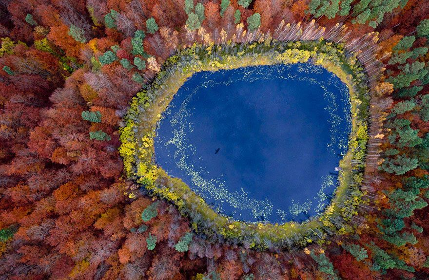 aerial view of lake and leaves