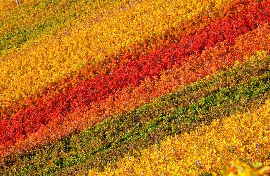 Vineyard with rows of coloured leaves