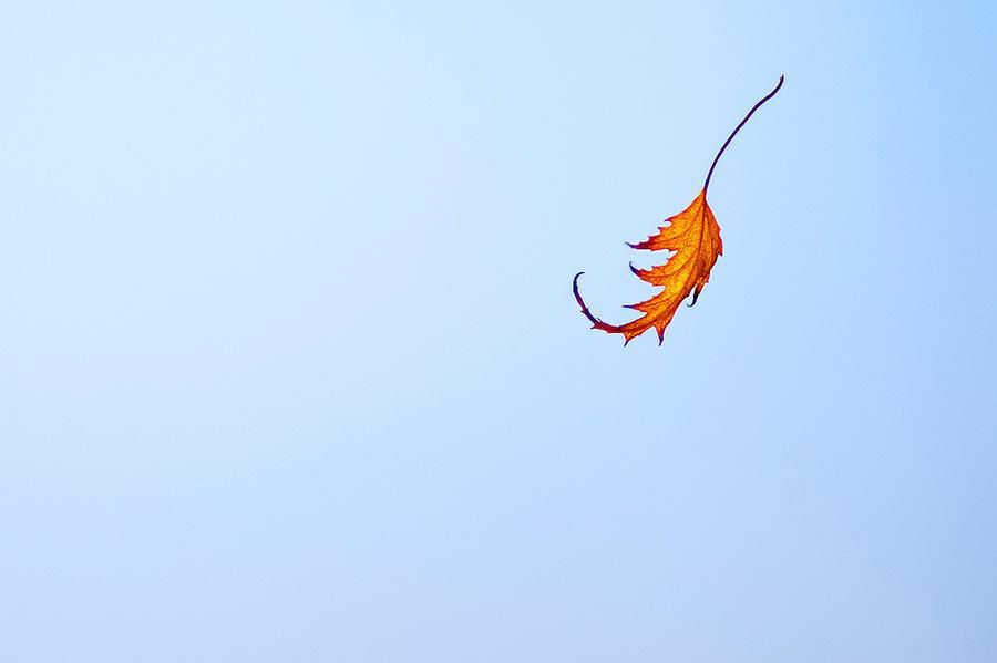 single falling leaf