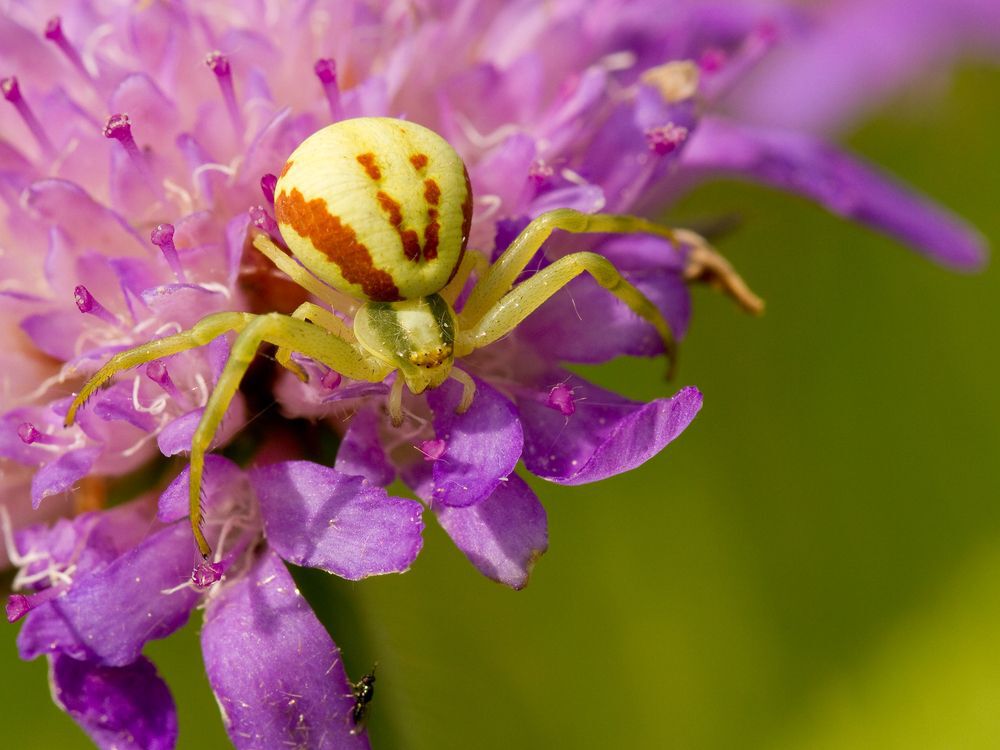 Goldenrod crab spider sitting on a purple flower.