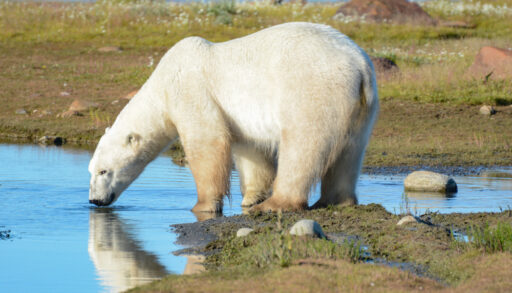 White polar bear drinking from a stream in the spring.